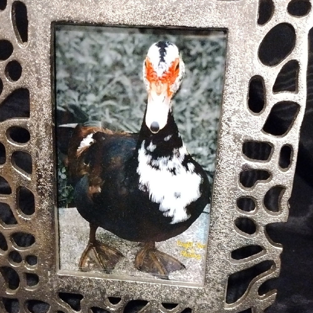 * Duck Tales -Wildlife Awareness